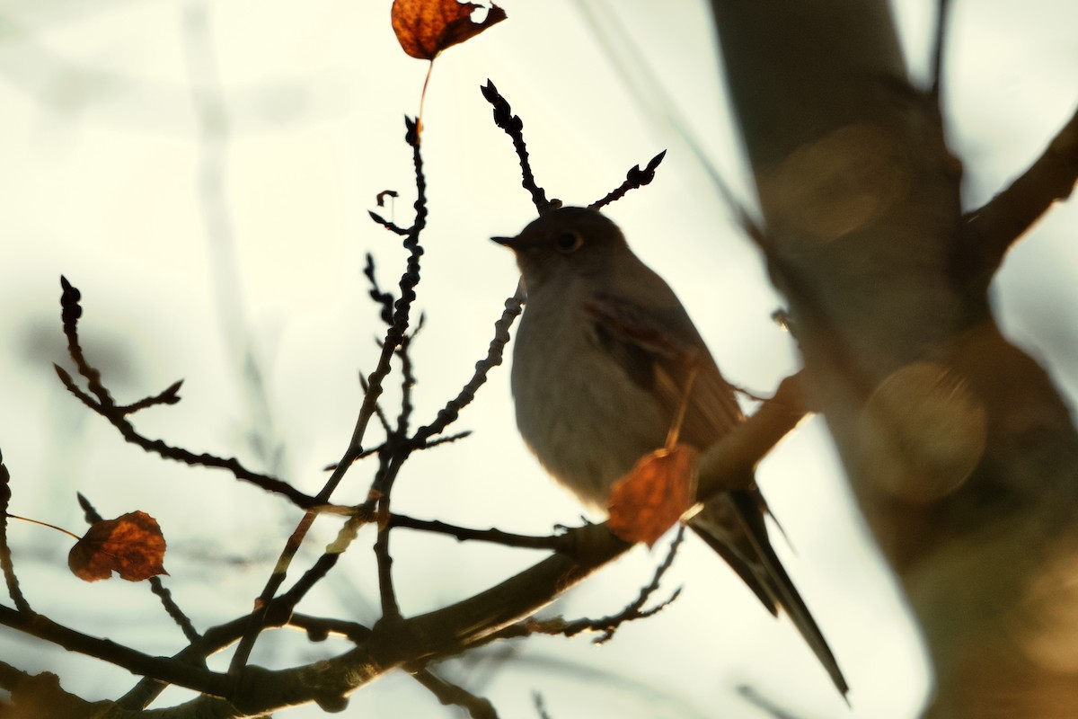 Townsend's Solitaire - Bryan Roset