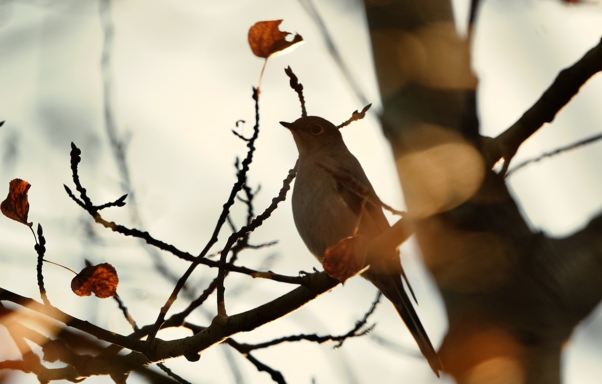 Townsend's Solitaire - Bryan Roset