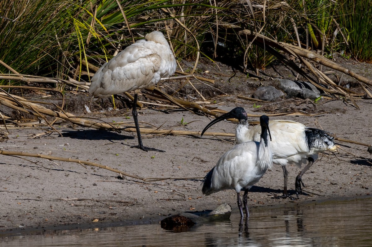 Royal Spoonbill - ML610008695