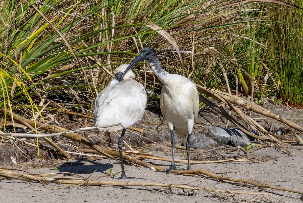 Royal Spoonbill - ML610008697