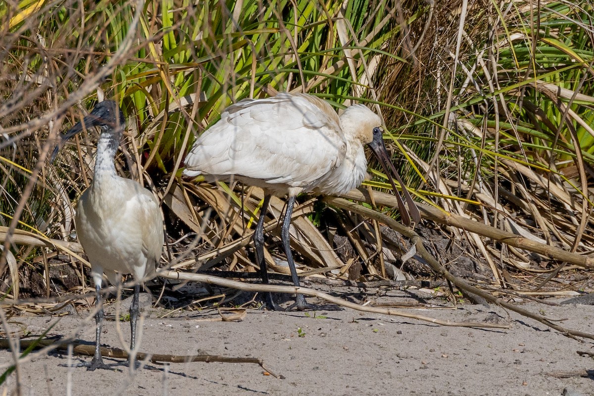 Royal Spoonbill - ML610008698