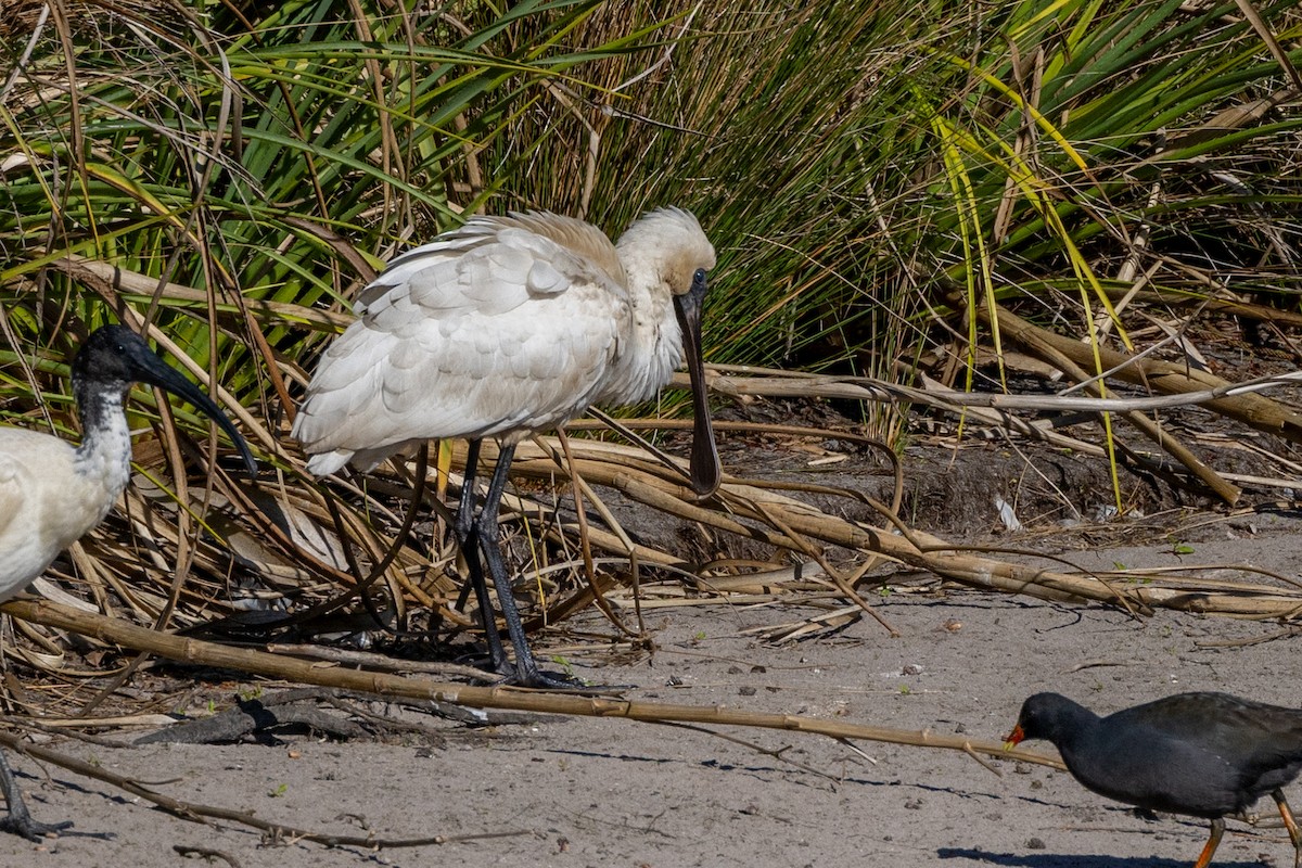 Royal Spoonbill - ML610008700