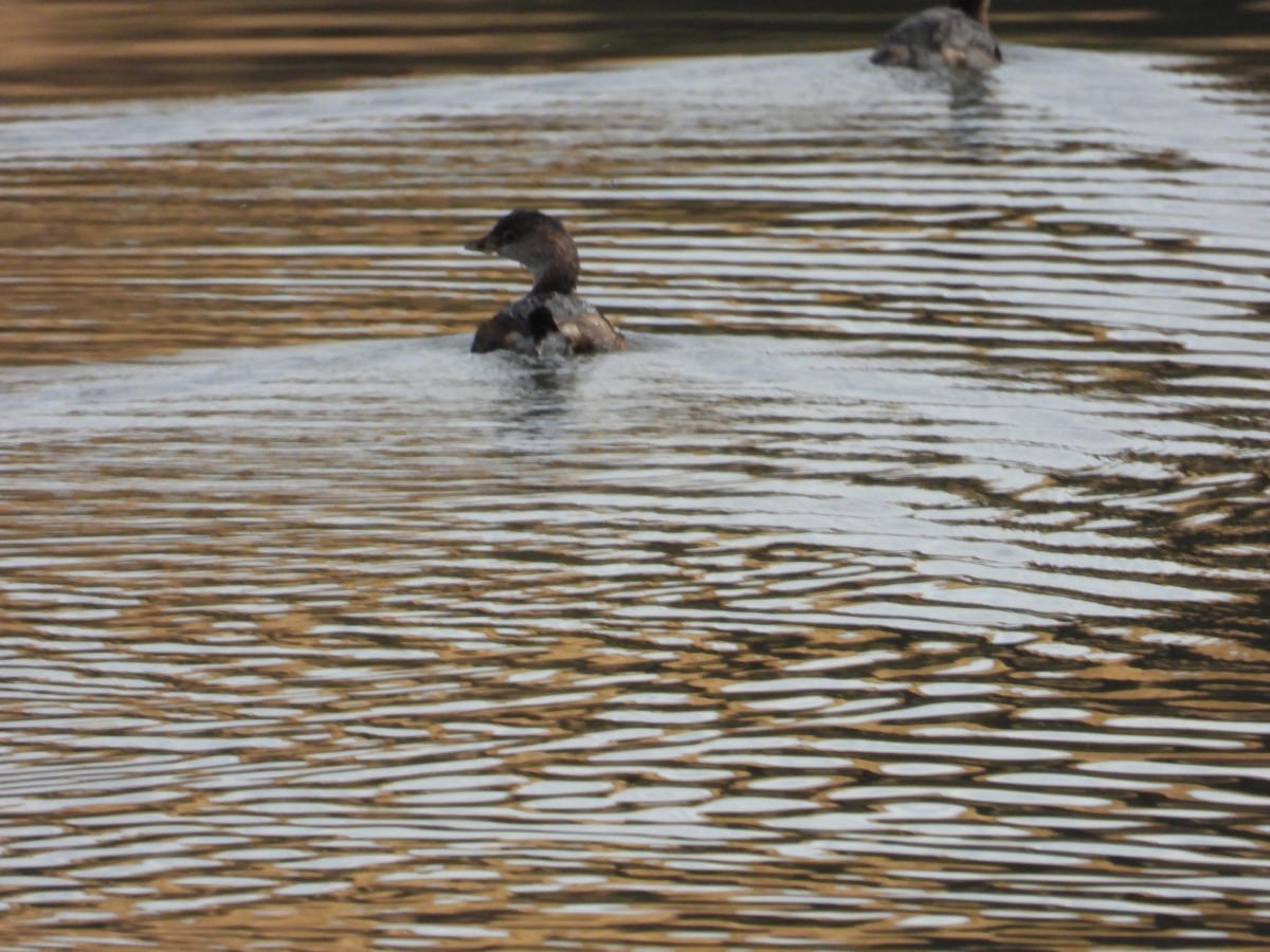 Pied-billed Grebe - ML610008706