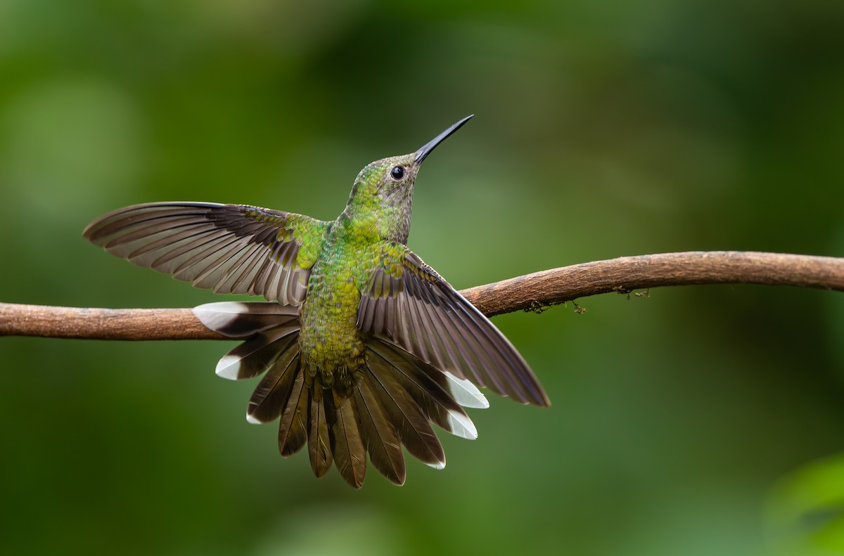 Scaly-breasted Hummingbird - ML610008713