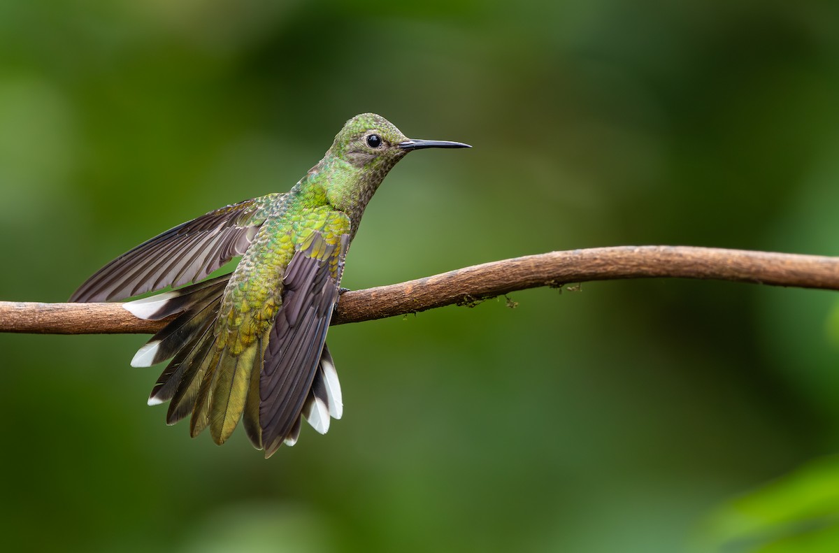 Scaly-breasted Hummingbird - ML610008714