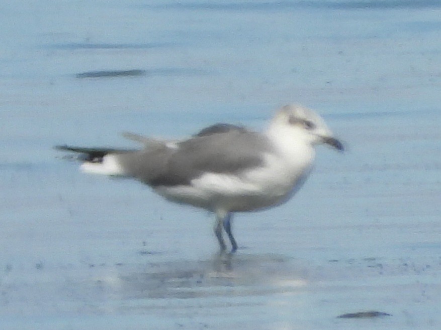 Laughing Gull - ML610008771