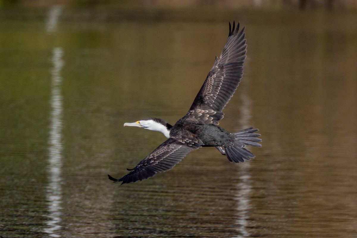 Cormoran varié - ML610008892