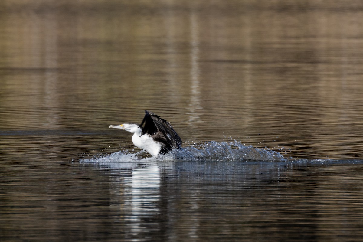 Pied Cormorant - ML610008896