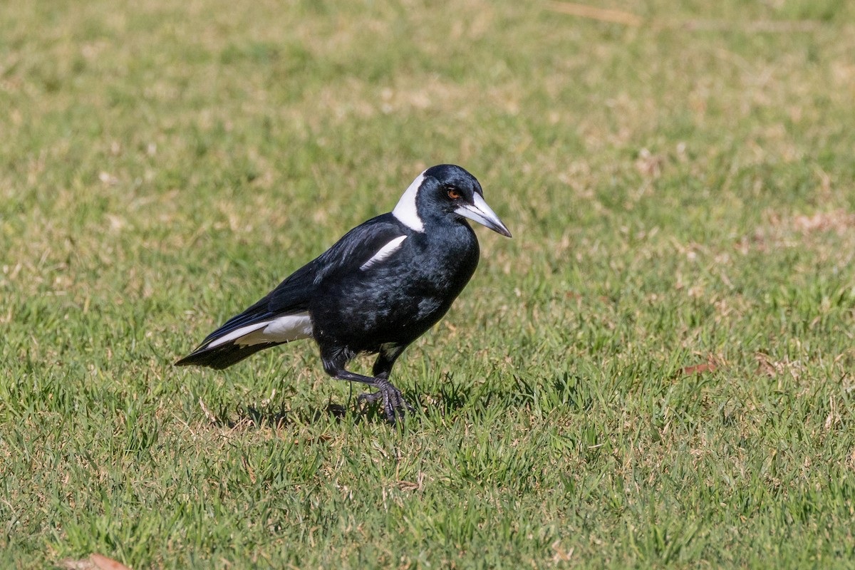 Australian Magpie - ML610008926