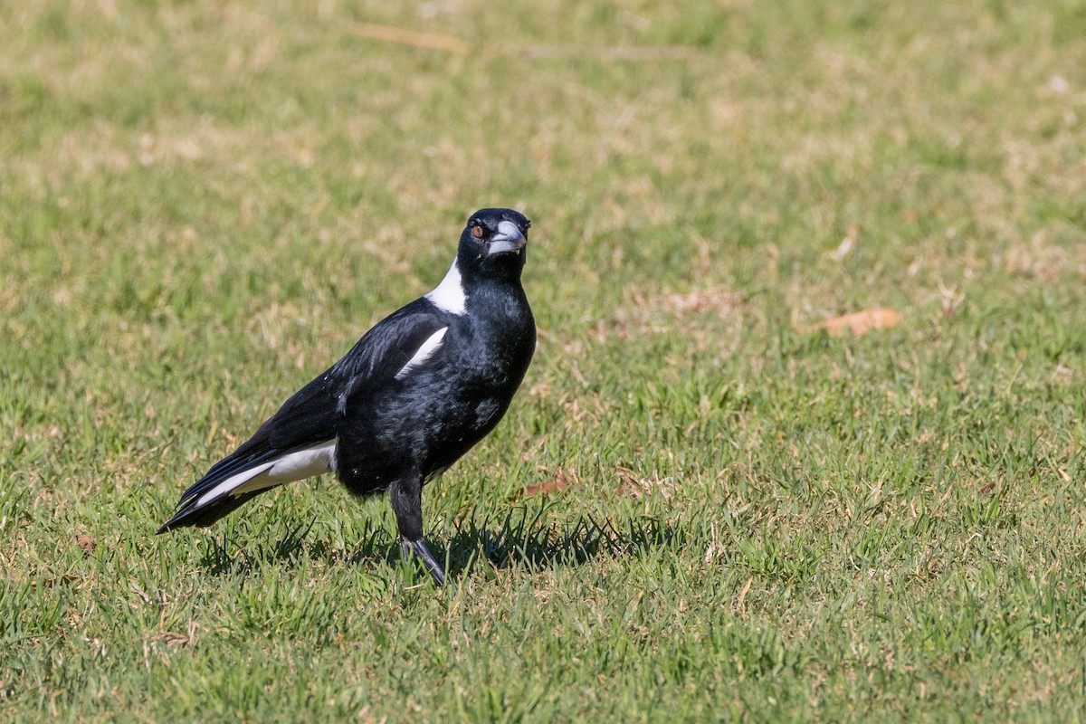 Australian Magpie - ML610008928