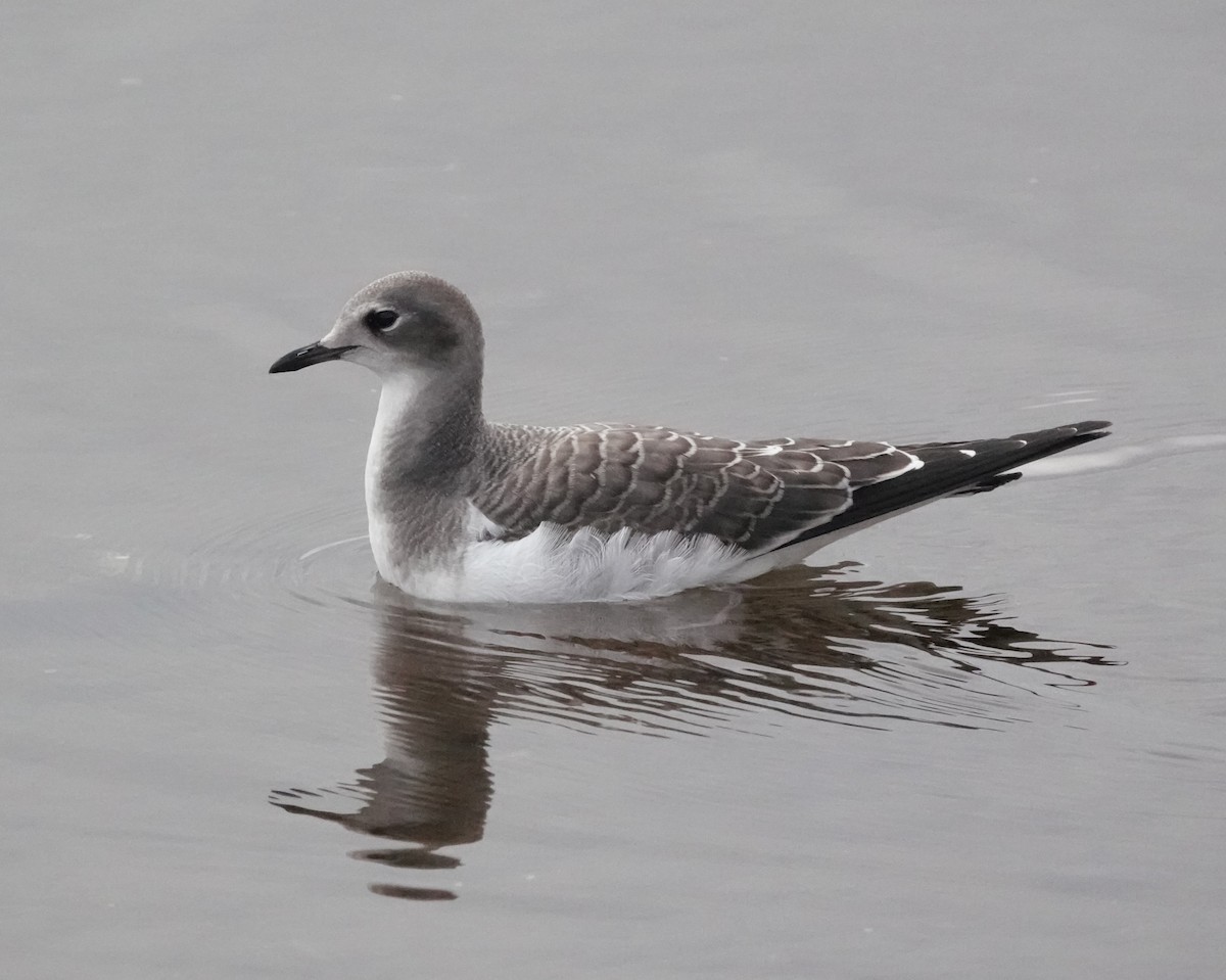 Sabine's Gull - Rich Wilkens