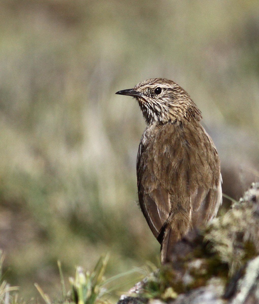 Streak-throated Canastero - Luke Seitz