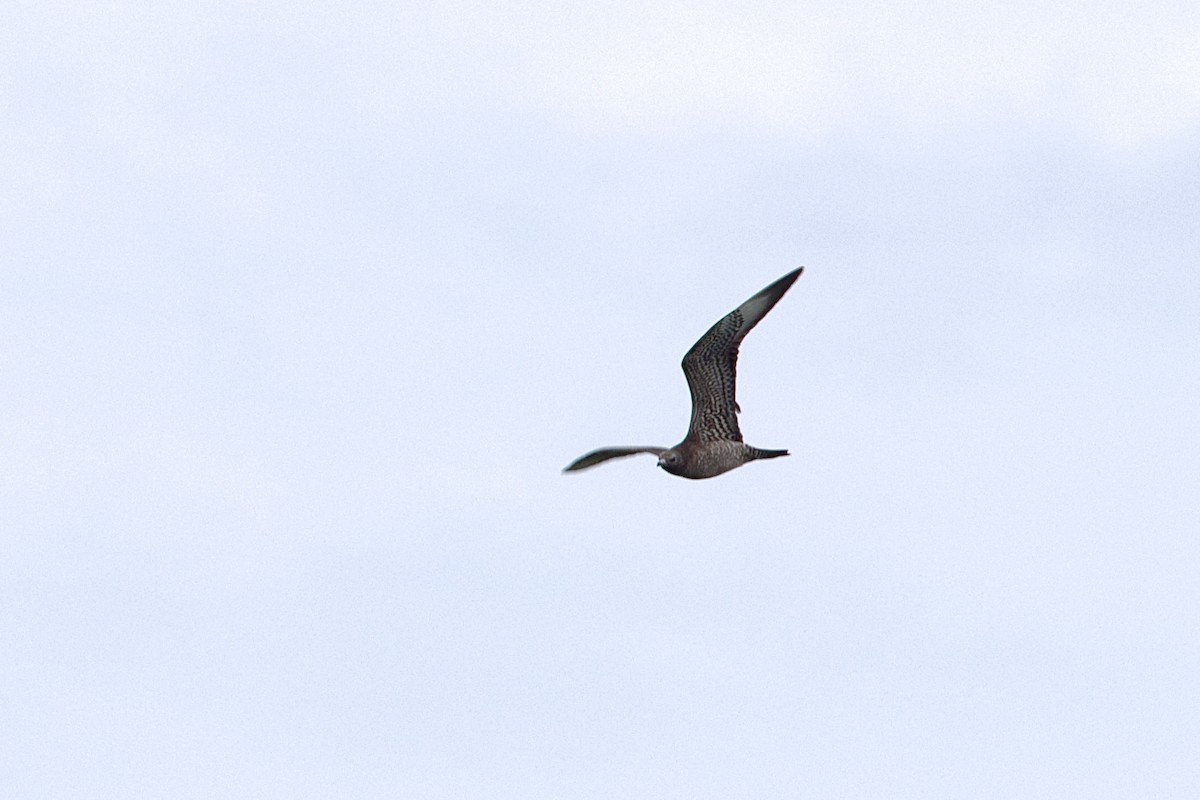 Parasitic Jaeger - ML610009145