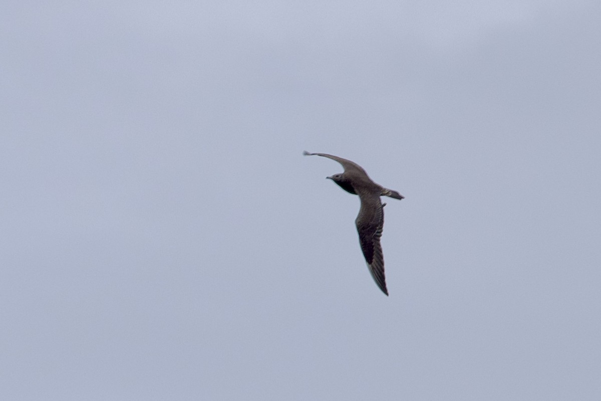 Parasitic Jaeger - ML610009147