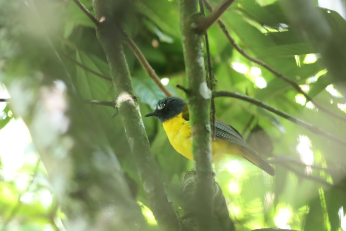 White-starred Robin - ML610009284