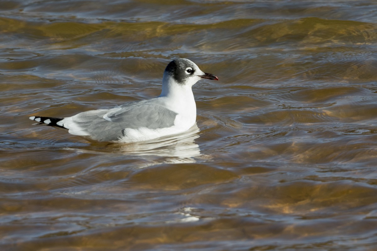 Franklin's Gull - ML610009351