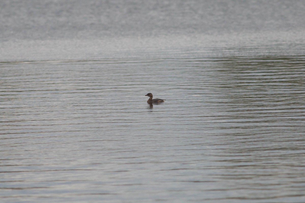 Pied-billed Grebe - ML610009385