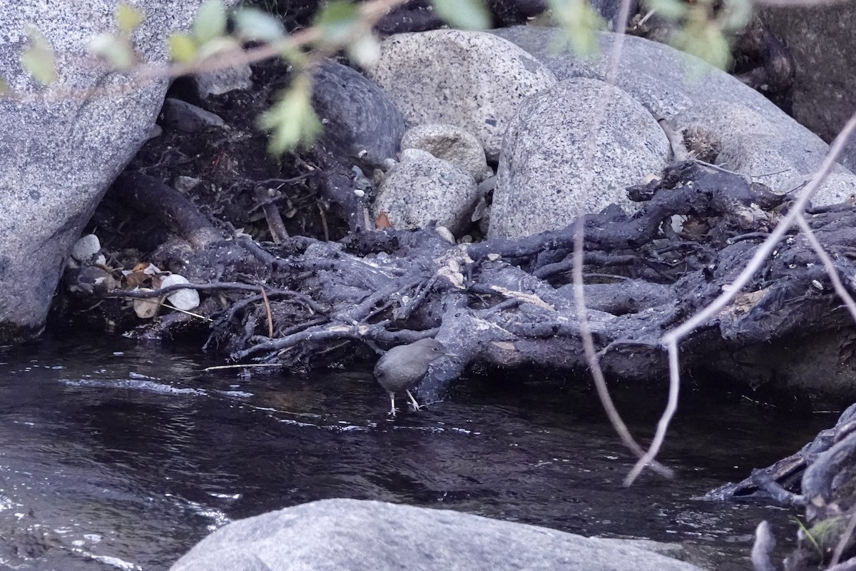 American Dipper - ML610009409