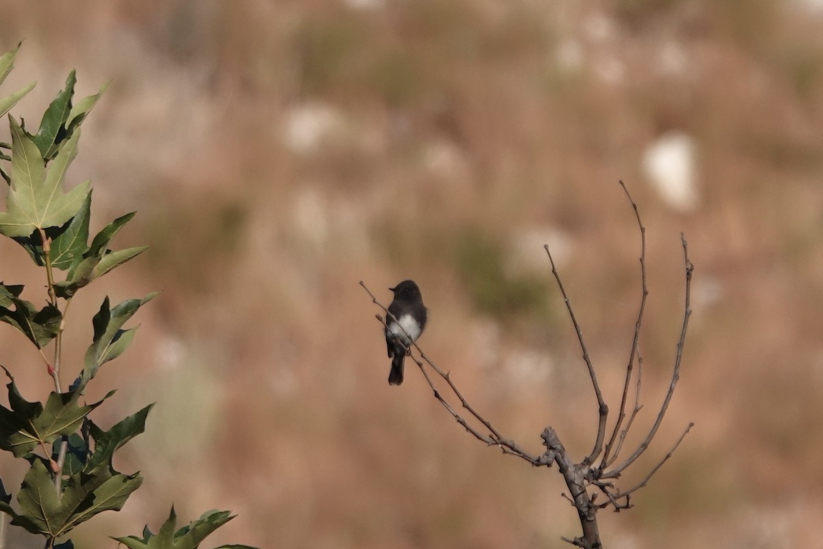 Black Phoebe - ML610009416