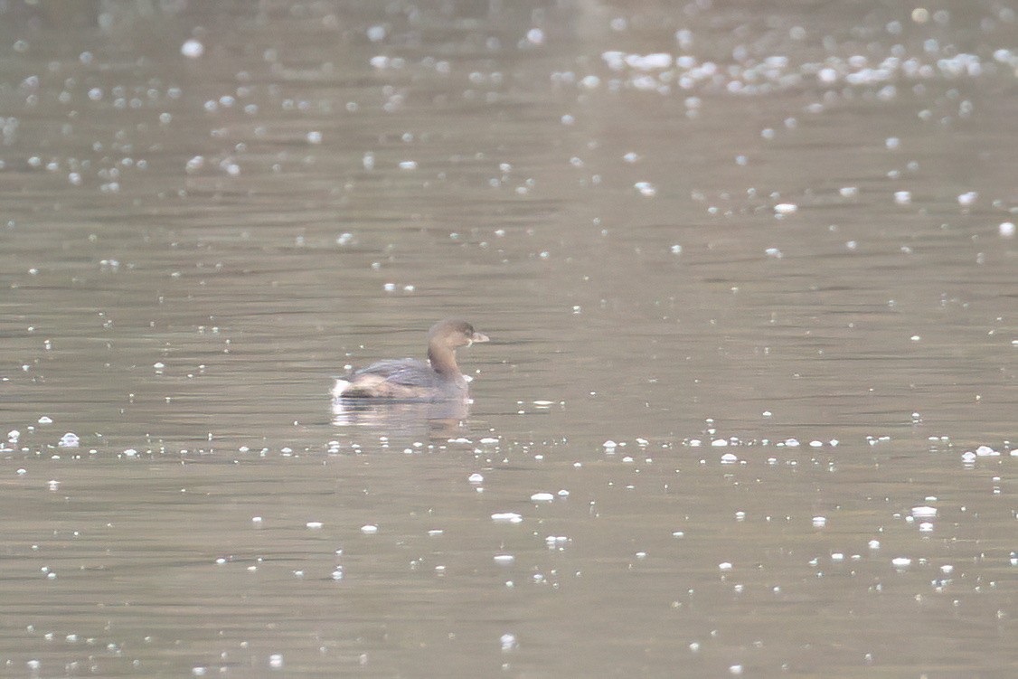 Pied-billed Grebe - ML610009427