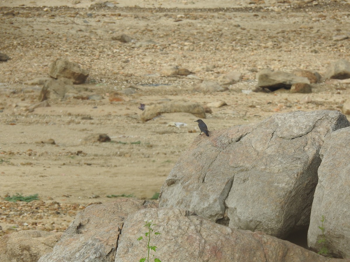 Blue Rock-Thrush - Ganeshwar S V