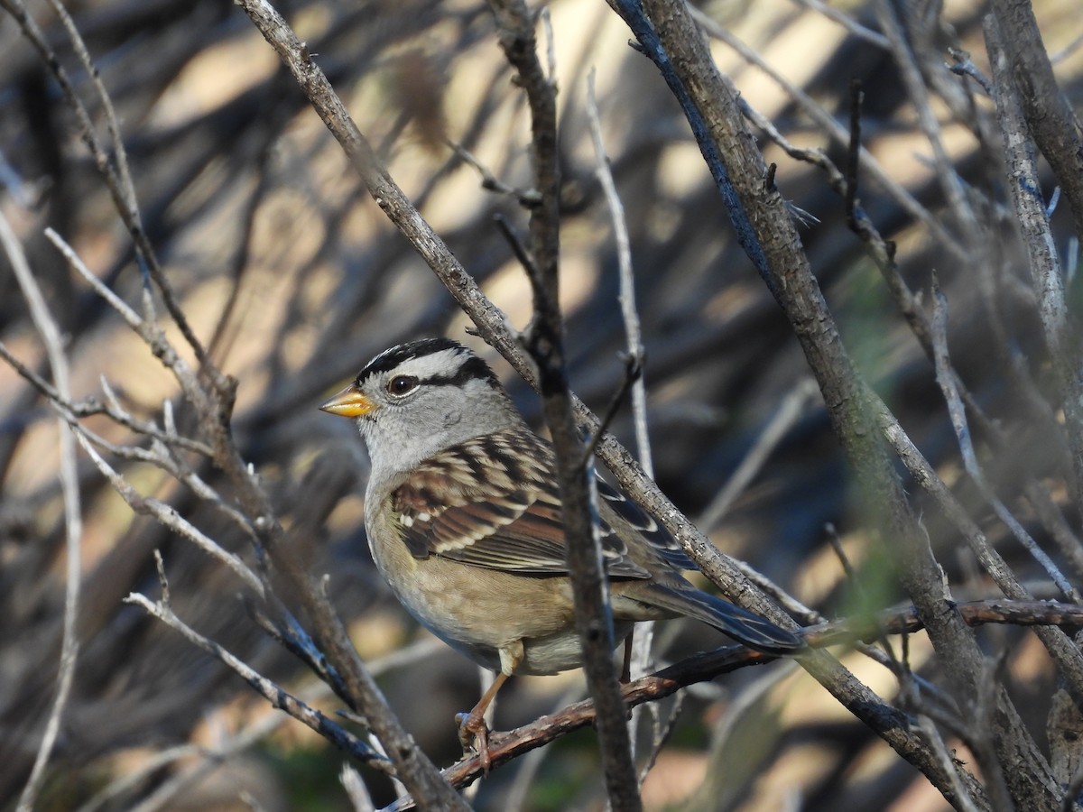 White-crowned Sparrow - L. Burkett