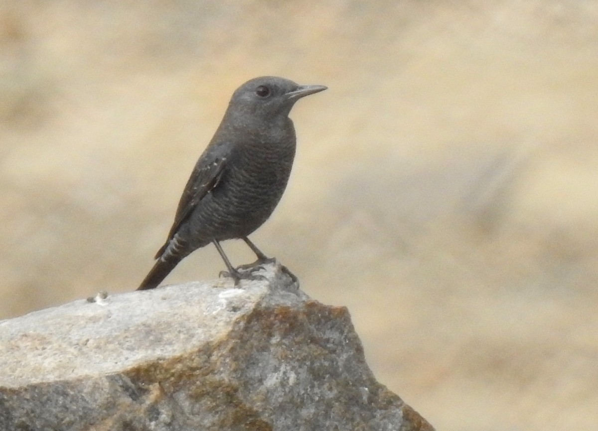 Blue Rock-Thrush - ML610009583