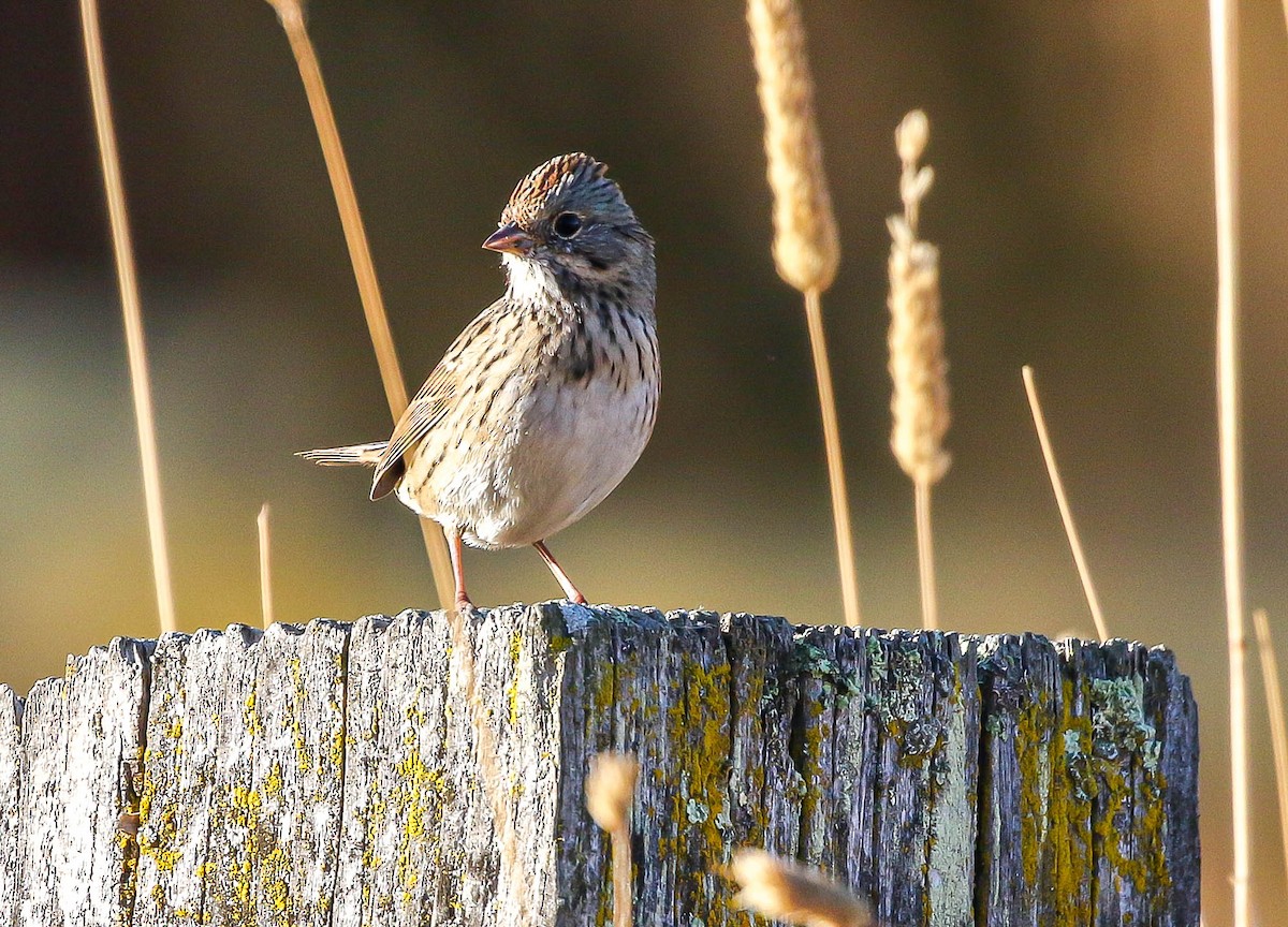 Lincoln's Sparrow - ML610009777