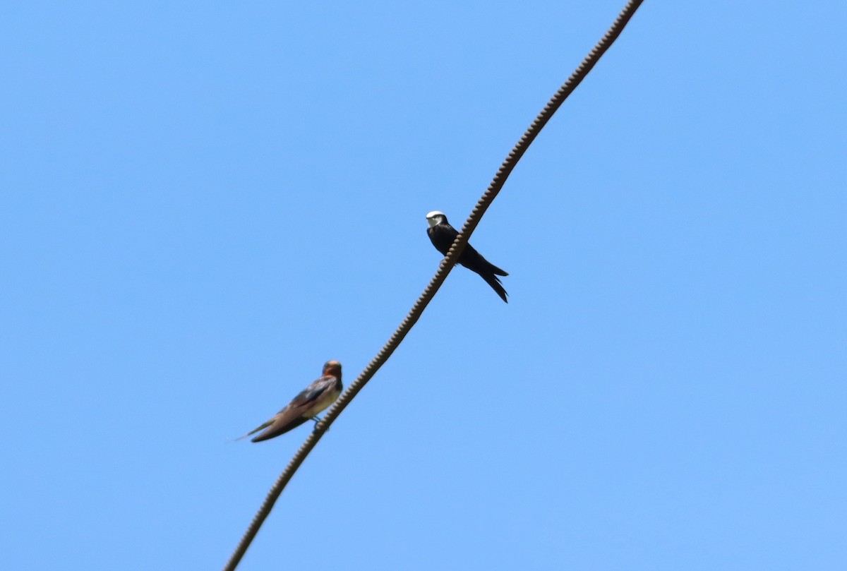 White-headed Sawwing - ML610009909