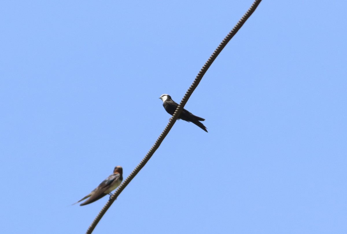 White-headed Sawwing - ML610009910