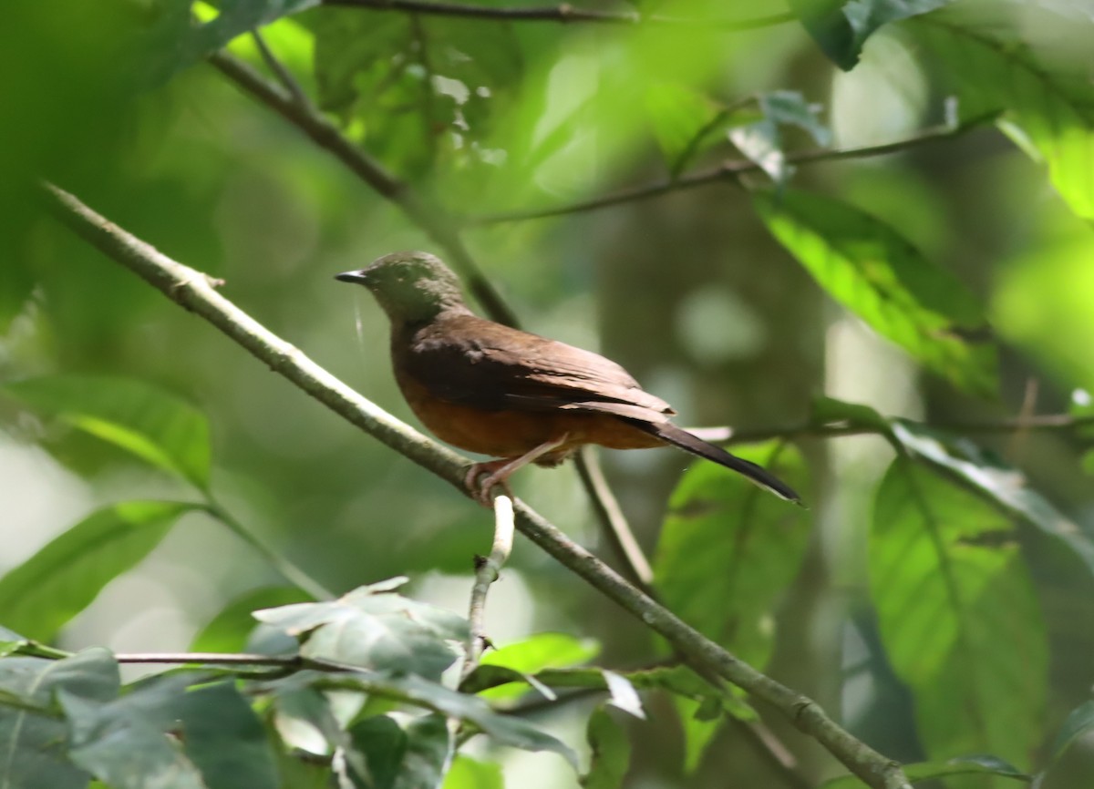 White-tailed Ant-Thrush - ML610009986