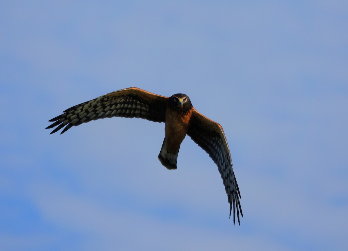 Northern Harrier - ML610010014