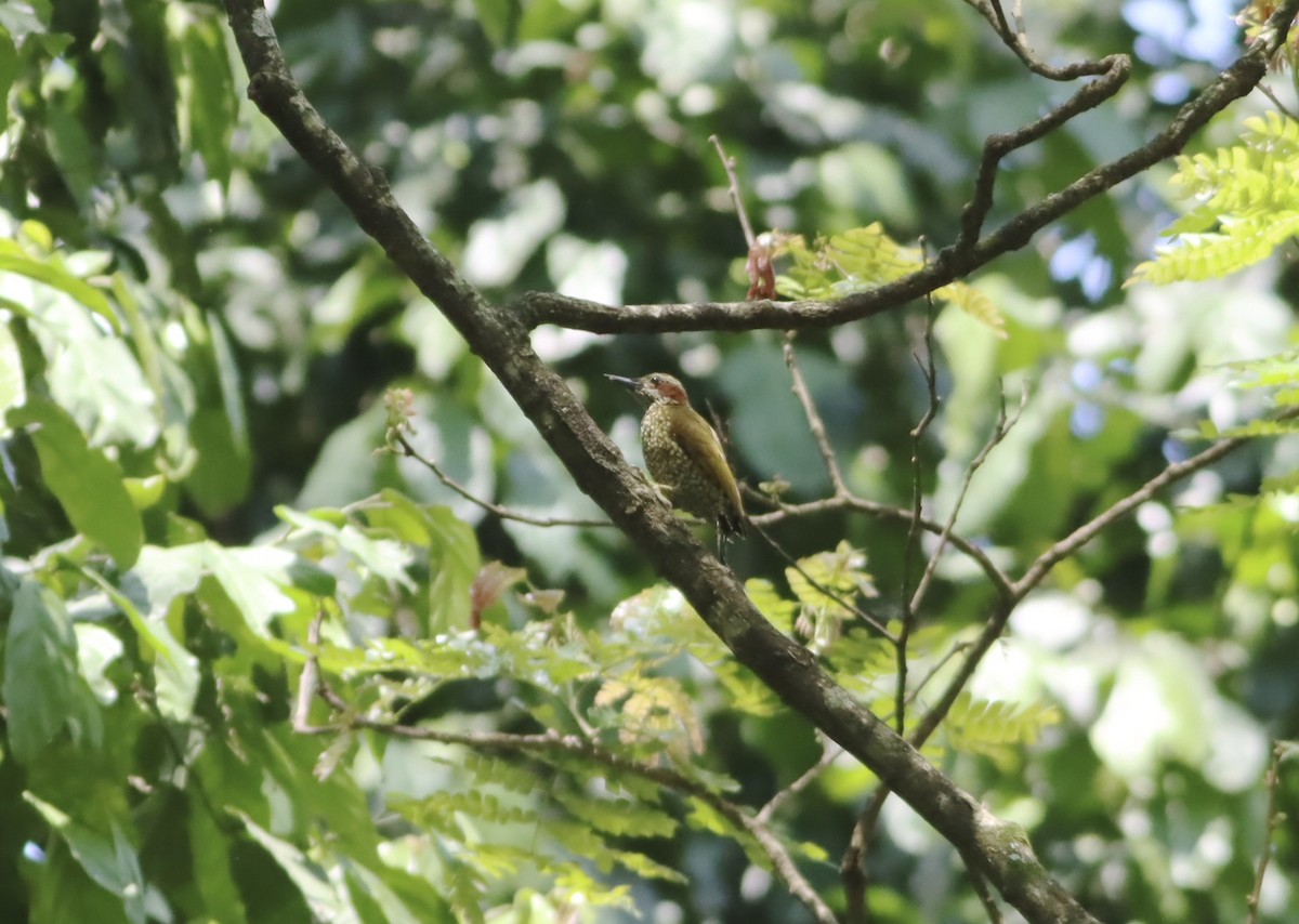 Brown-eared Woodpecker - ML610010030