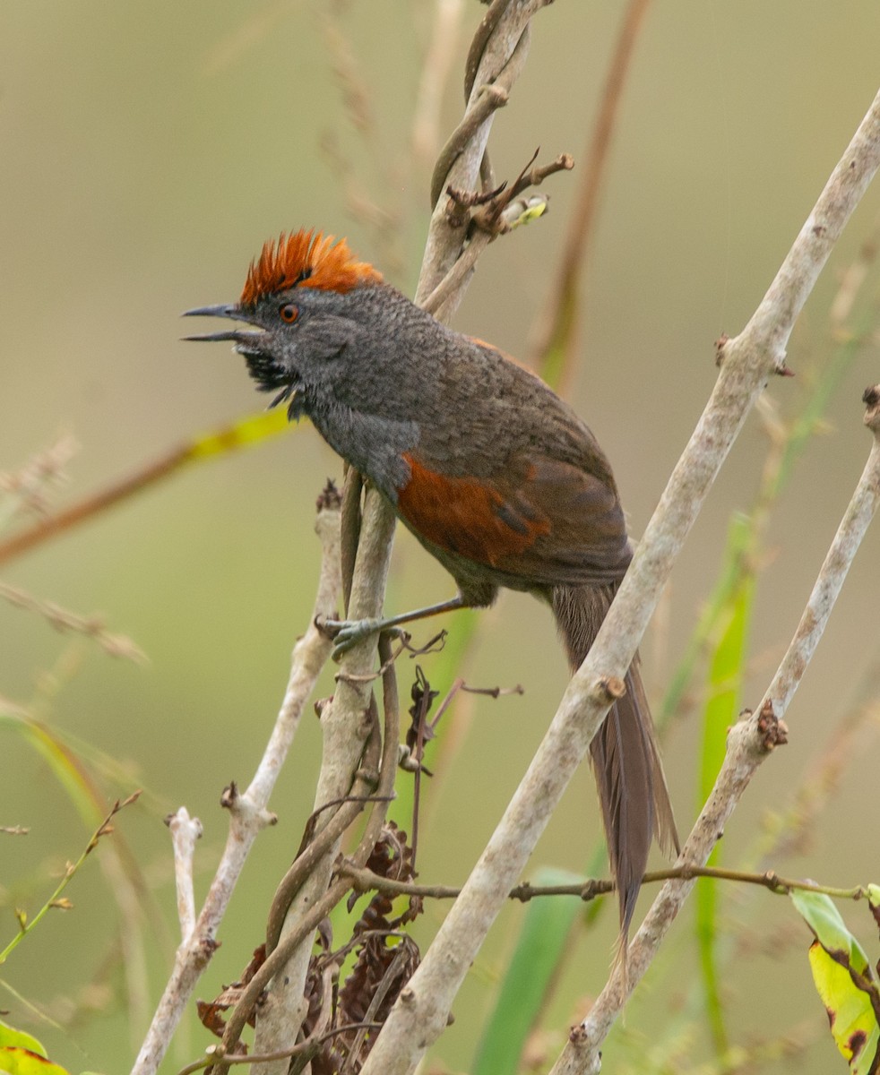 Spix's Spinetail - Lucas Gusso