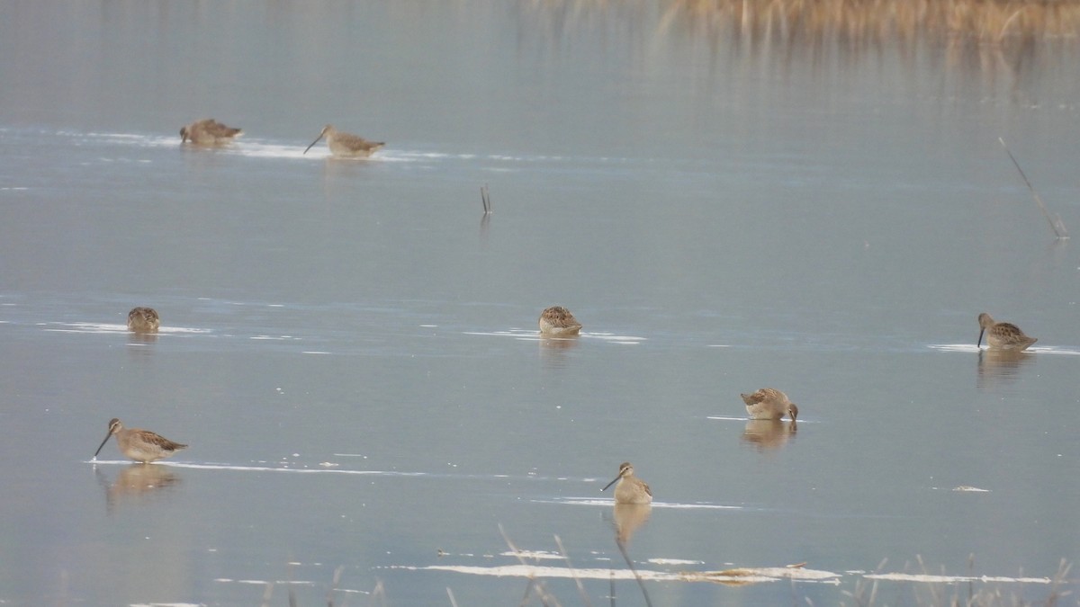 Long-billed Dowitcher - Tim Forrester