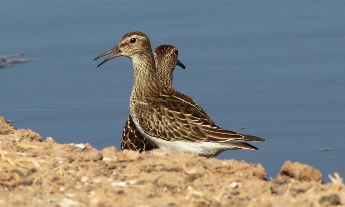 Bécasseau à poitrine cendrée - ML610010197