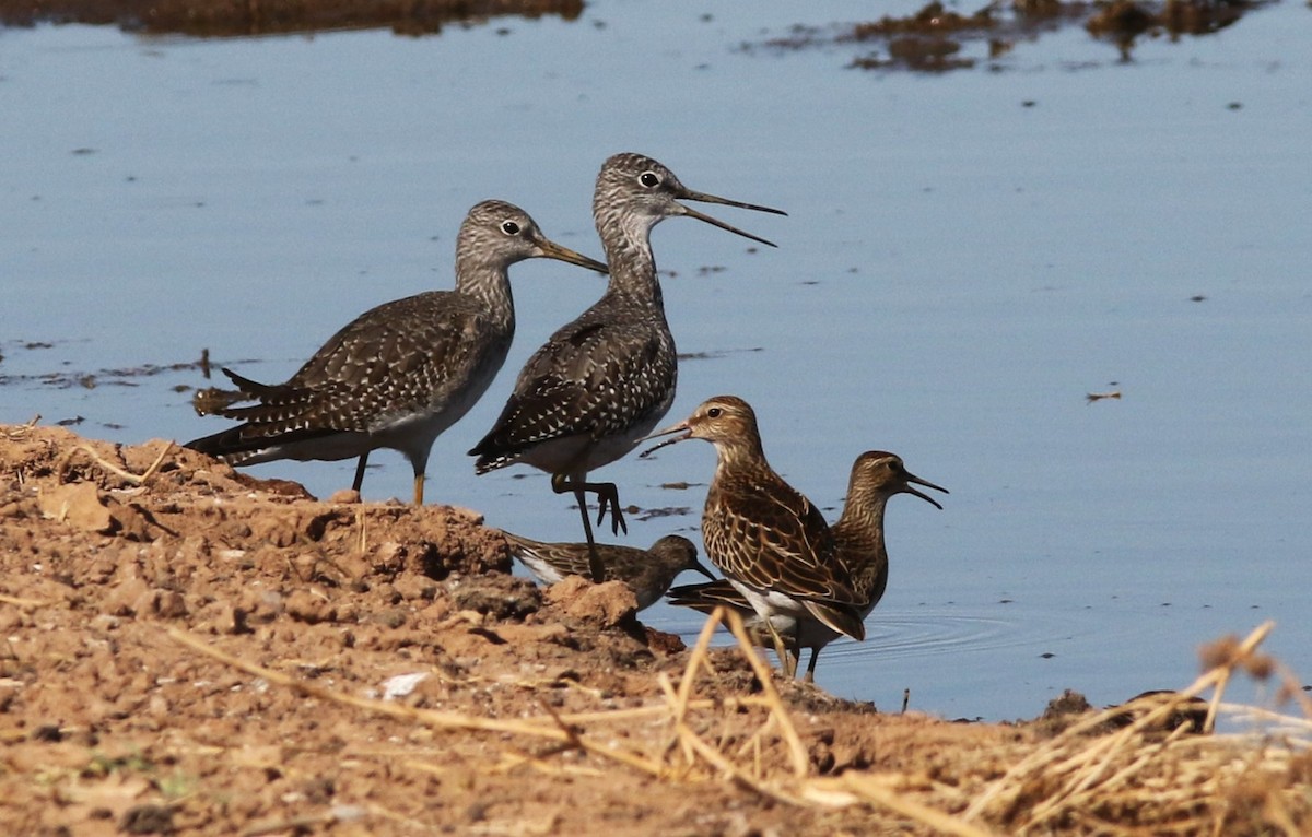 Graubrust-Strandläufer - ML610010198