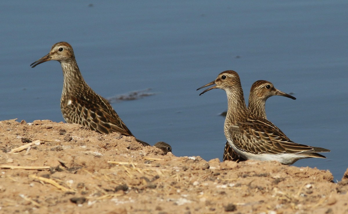 Pectoral Sandpiper - ML610010199