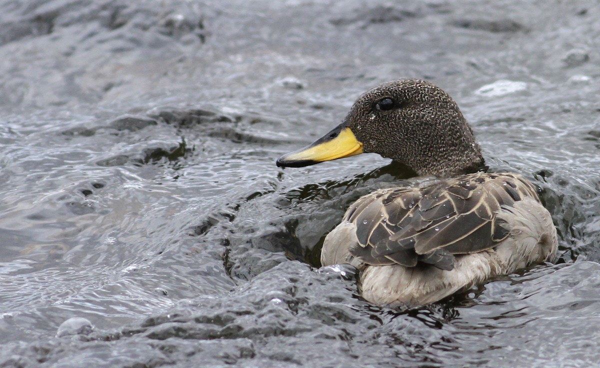Yellow-billed Teal - Luke Seitz
