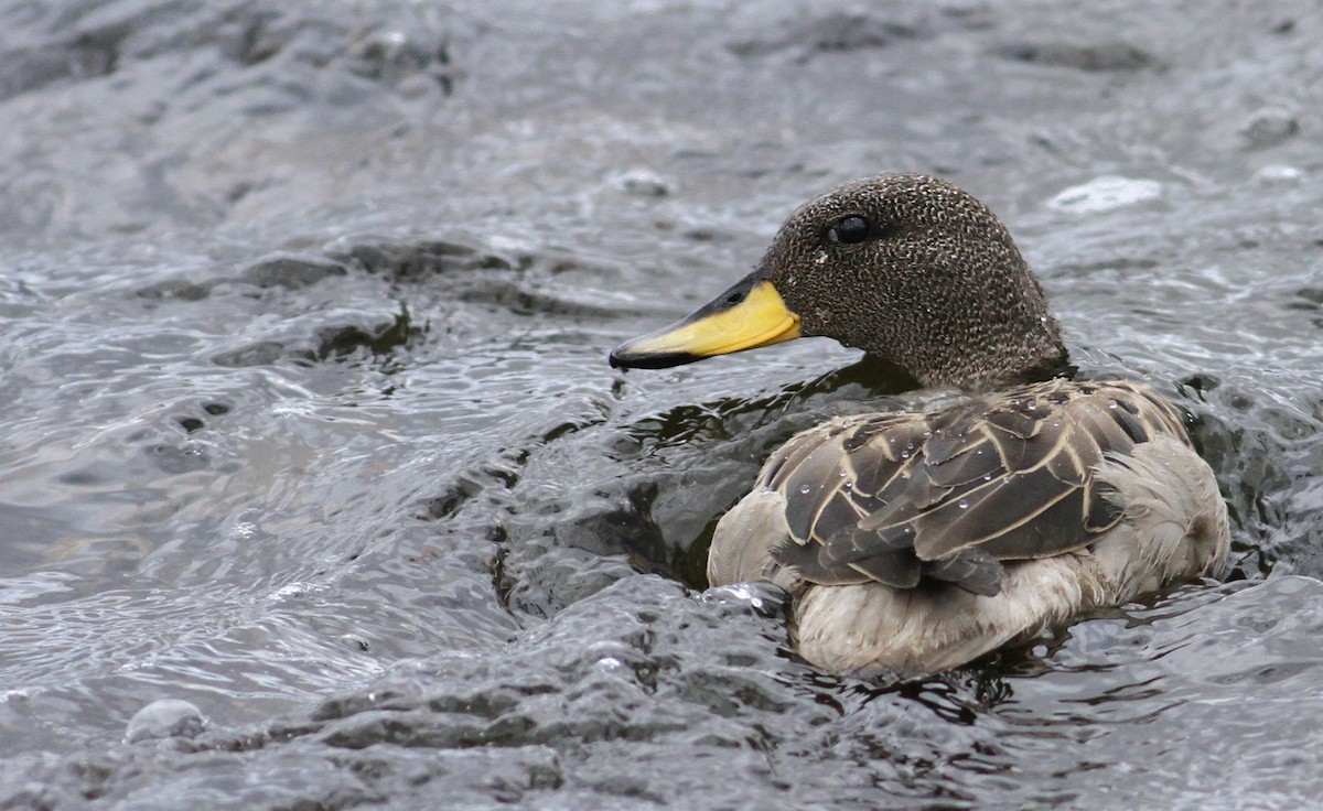 Yellow-billed Teal - ML61001021