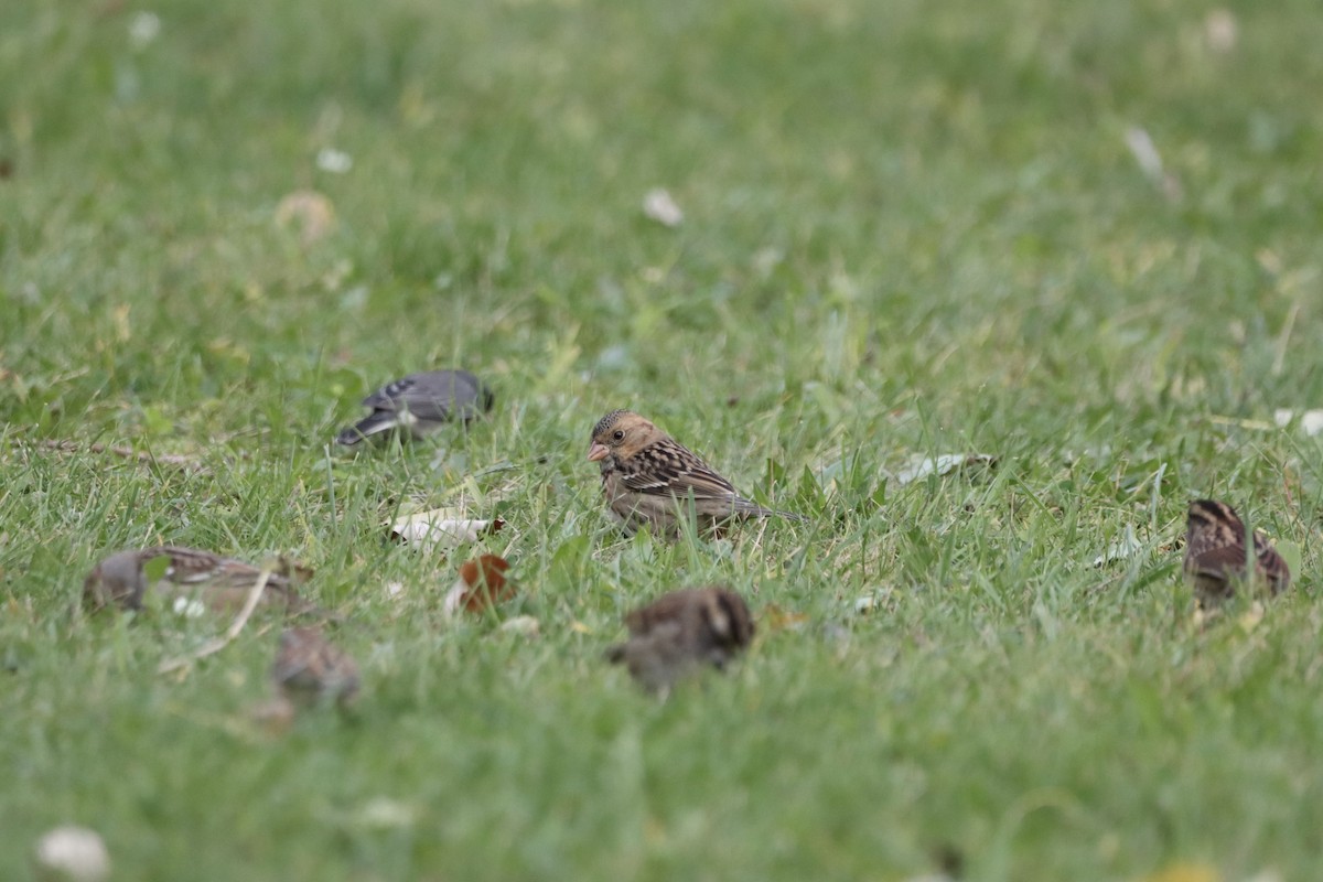 Harris's Sparrow - ML610010221