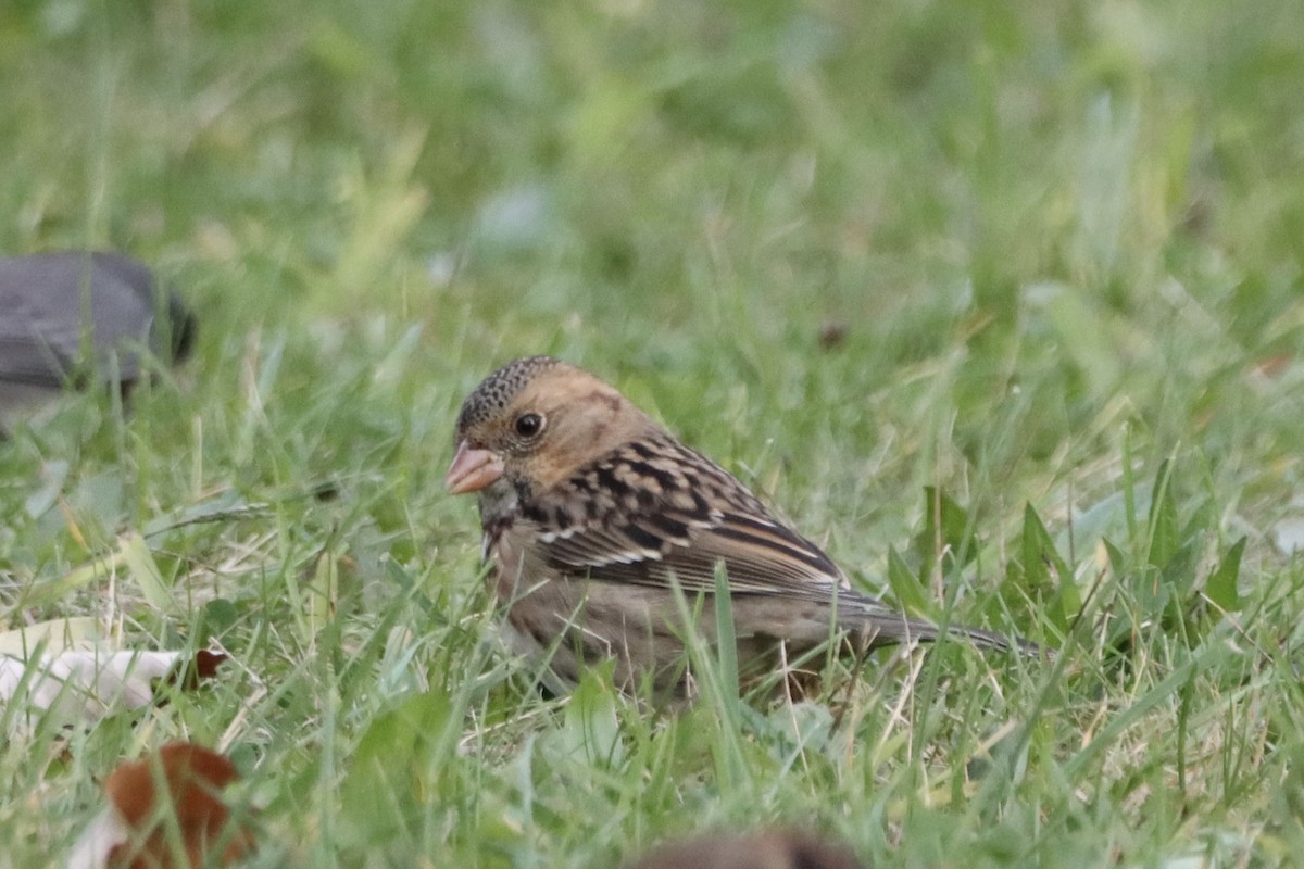 Harris's Sparrow - ML610010249