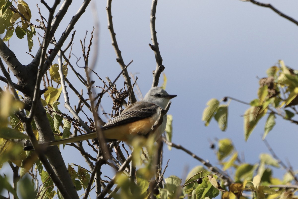 Scissor-tailed Flycatcher - ML610010257