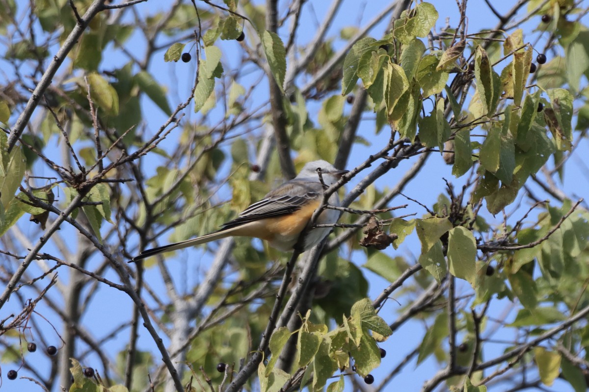 Scissor-tailed Flycatcher - ML610010258