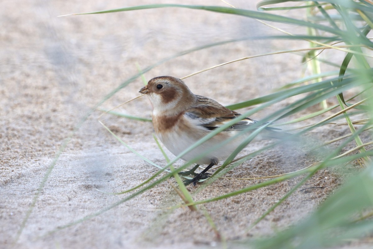 Snow Bunting - ML610010278
