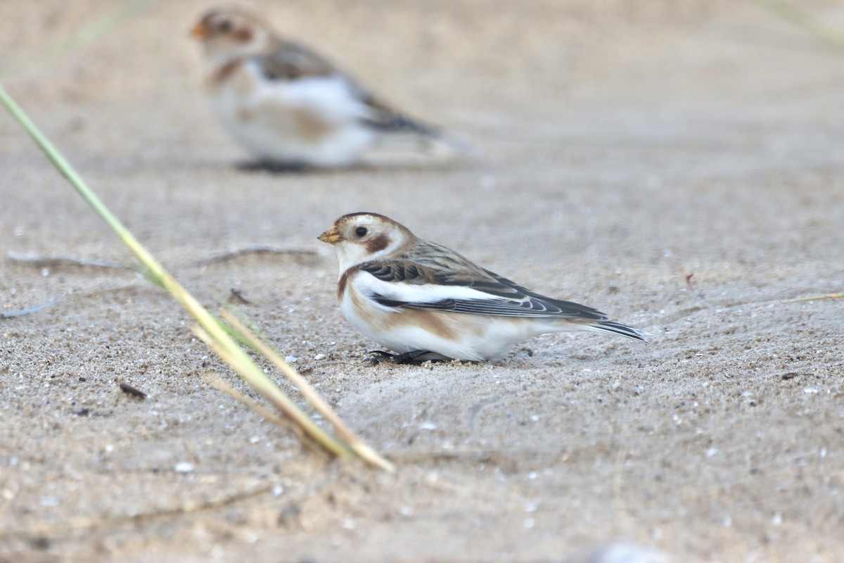 Snow Bunting - ML610010279