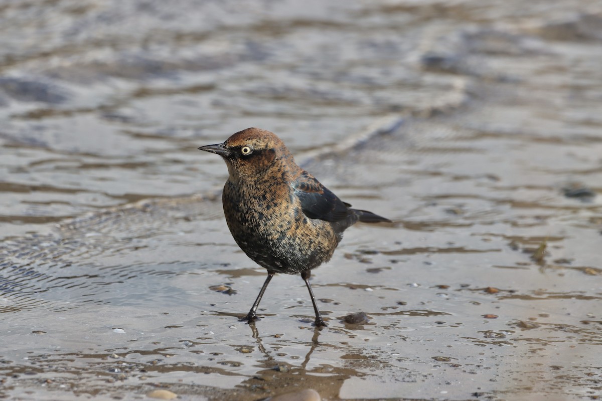 Rusty Blackbird - ML610010285