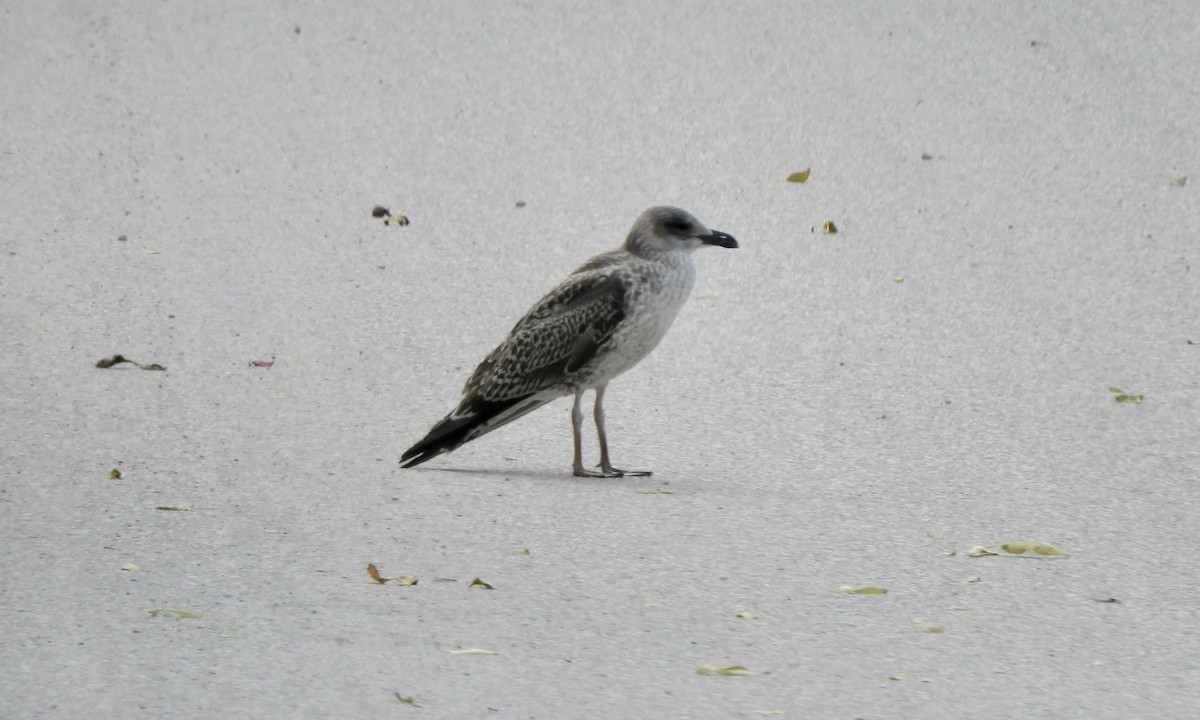 Lesser Black-backed Gull - Anita M Granger