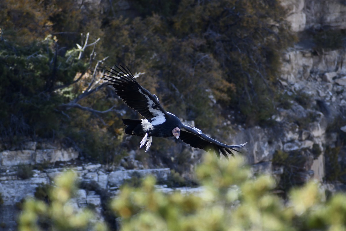 California Condor - ML610010327