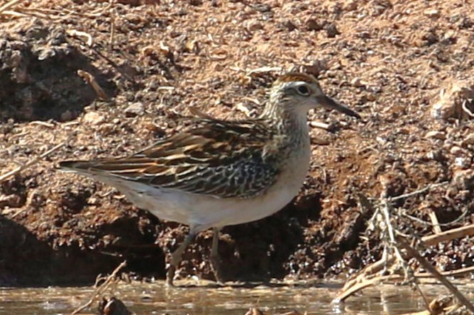 Sharp-tailed Sandpiper - Tracy McCarthey